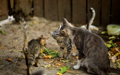 De rangorde bij de kat