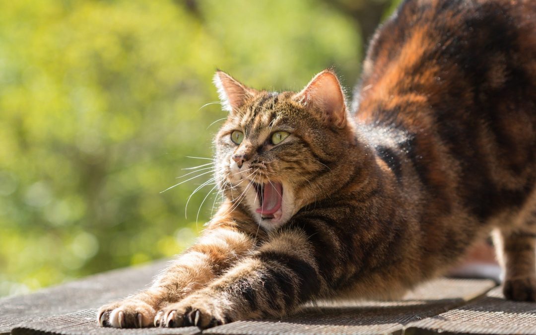 Kattengedragsproblemen voorkomen en verhelpen 2 Agressie