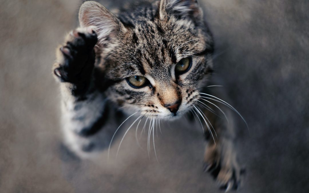 Kattengedragsproblemen verhelpen en voorkomen