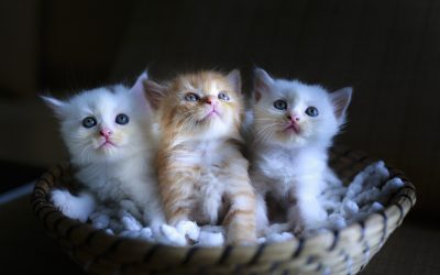 15 redenen om kittens 16 weken bij hun moeder te laten