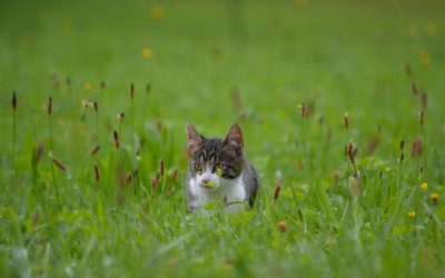 Zomer en de kattenvacht