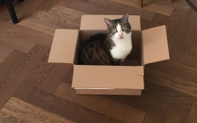Ik ga verhuizen. Hoe help ik mijn kat?
