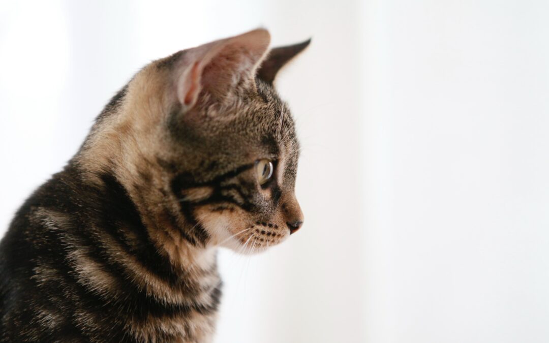 Felinocentrische analyse en kattengedragstherapie