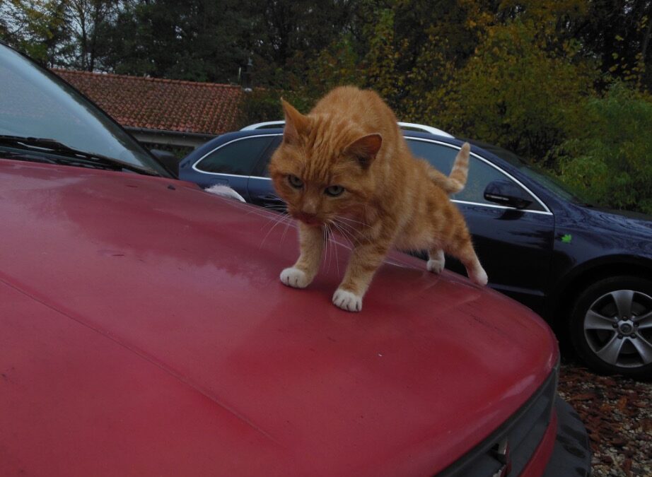 Last van katten die op je auto komen?