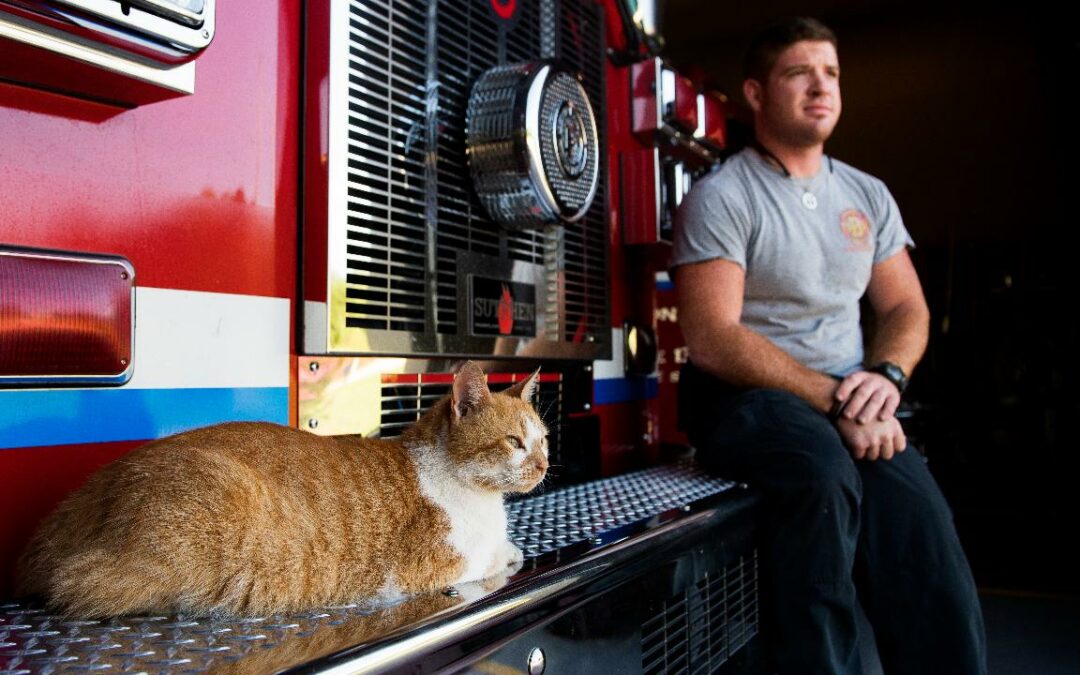 Wel of niet stickers aanwezigheid katten voor Brandweer