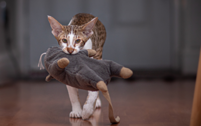 Waarom miauwt een kat met een speeltje in de bek?