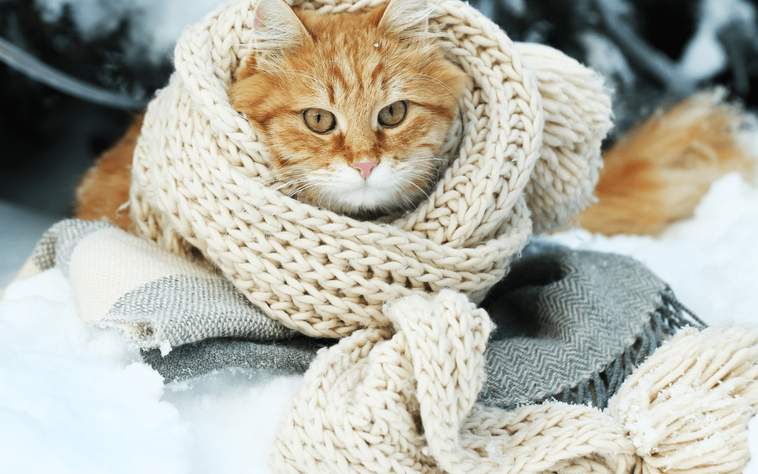 Wanneer is het te koud voor een kat?