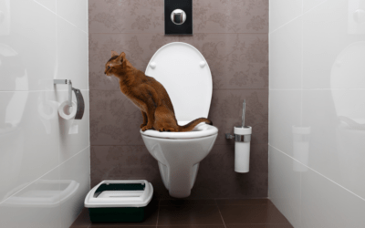 Waarom wil je kat altijd mee naar de wc?