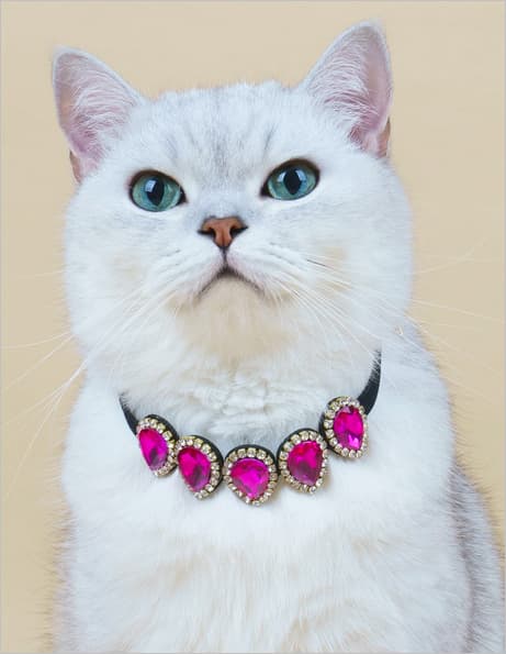 De nadelen van een halsbandje voor katten