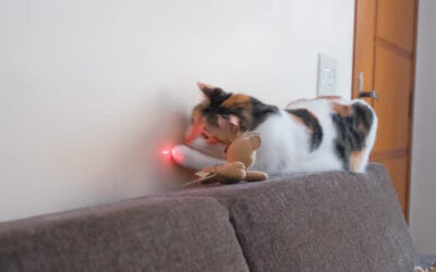Laserlampjes schaden kattenwelzijn