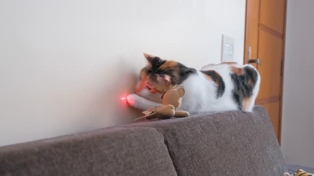 Laserlampjes schaden kattenwelzijn
