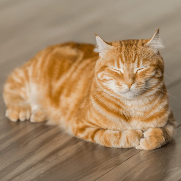 Lang katten Praatje Pijn herkennen en behandelen 1 van 2