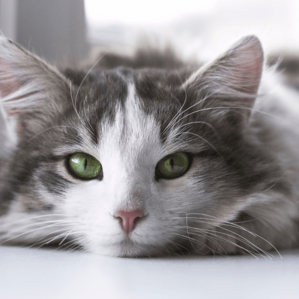 Lang katten Praatje Pijn herkennen en behandelen 2 van 2